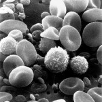 482px-SEM_blood_cells